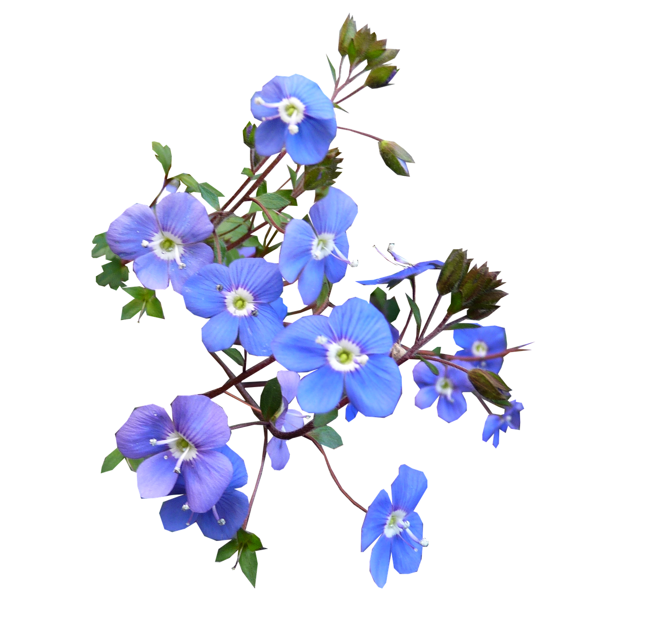 Best Ground Cover Plants for Low Maintenance Gardens